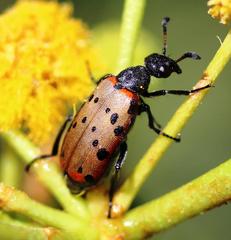 Hycleus transvaalicus