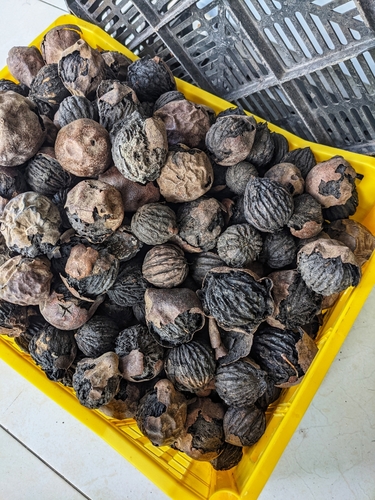 Andean walnut (Juglans neotropica)