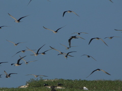 Onychoprion fuscatus