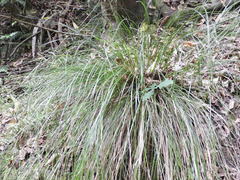 Carex cyanea