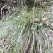 Carex cyanea - Photo (c) Santiago Martín-Bravo, some rights reserved (CC BY), uploaded by Santiago Martín-Bravo