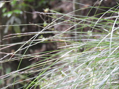 Carex cyanea