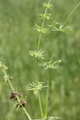 Galium tricornutum