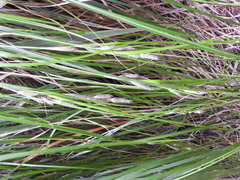 Carex raoulii