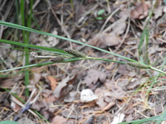 Carex raoulii