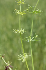 Galium tricornutum