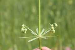 Galium tricornutum