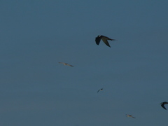 Onychoprion fuscatus