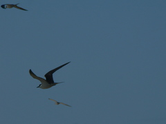 Onychoprion fuscatus