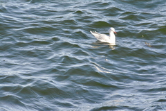 Chroicocephalus maculipennis