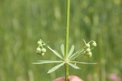 Galium tricornutum