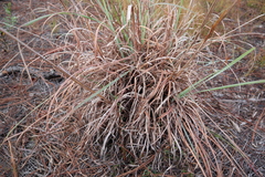 Andropogon cretaceus image