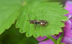 Nomada fusca