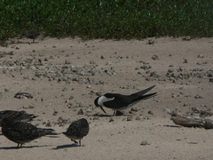 Onychoprion fuscatus