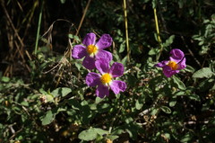 Cistus tauricus