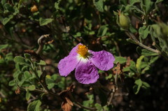 Cistus tauricus