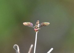 Ocyptamus antiphates