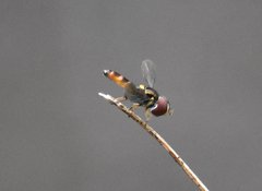 Ocyptamus antiphates