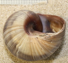 Helix cincta