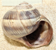 Helix cincta