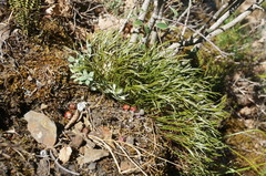 Asplenium septentrionale caucasicum