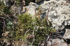 Asplenium septentrionale caucasicum