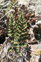 Paragymnopteris marantae