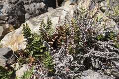 Paragymnopteris marantae