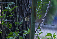 Phylloscopus collybita