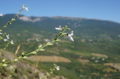 Stachys angustifolia