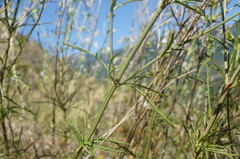 Stachys angustifolia