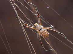 Argiope sector