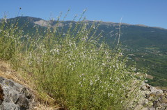 Stachys angustifolia