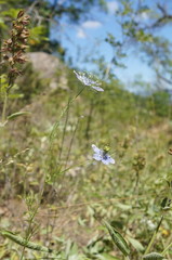 Nigella elata