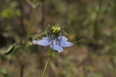 Nigella elata