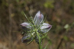 Nigella elata