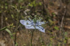 Nigella elata
