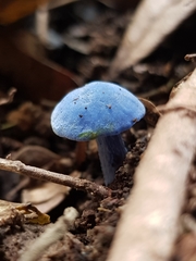 Entoloma virescens