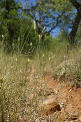 Phleum pratense nodosum