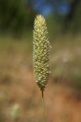 Phleum pratense nodosum