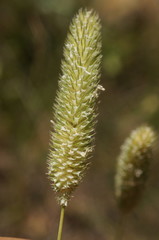 Phleum pratense nodosum
