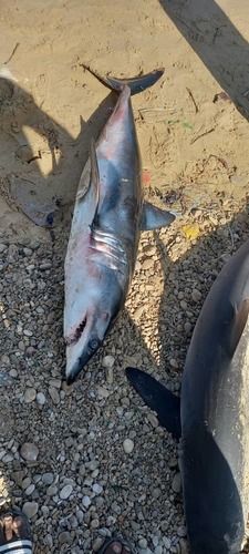 Shortfin Mako