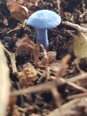 Entoloma virescens