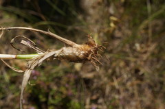 Phleum pratense nodosum