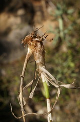 Phleum pratense nodosum