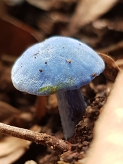 Entoloma virescens