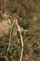 Phleum pratense nodosum