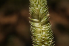 Phleum pratense nodosum