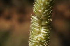 Phleum pratense nodosum