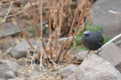 Scytalopus magellanicus
